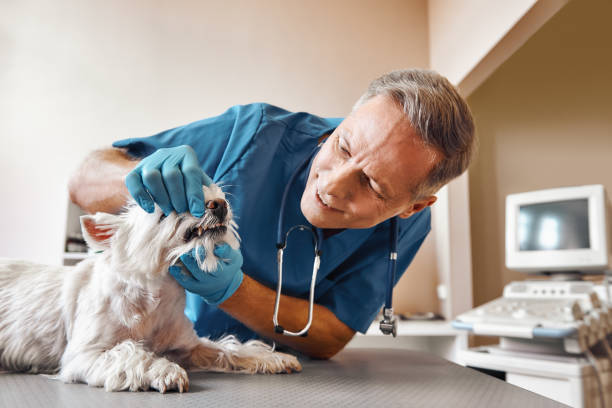  Laymantown, VA Emergency Dentist Pros